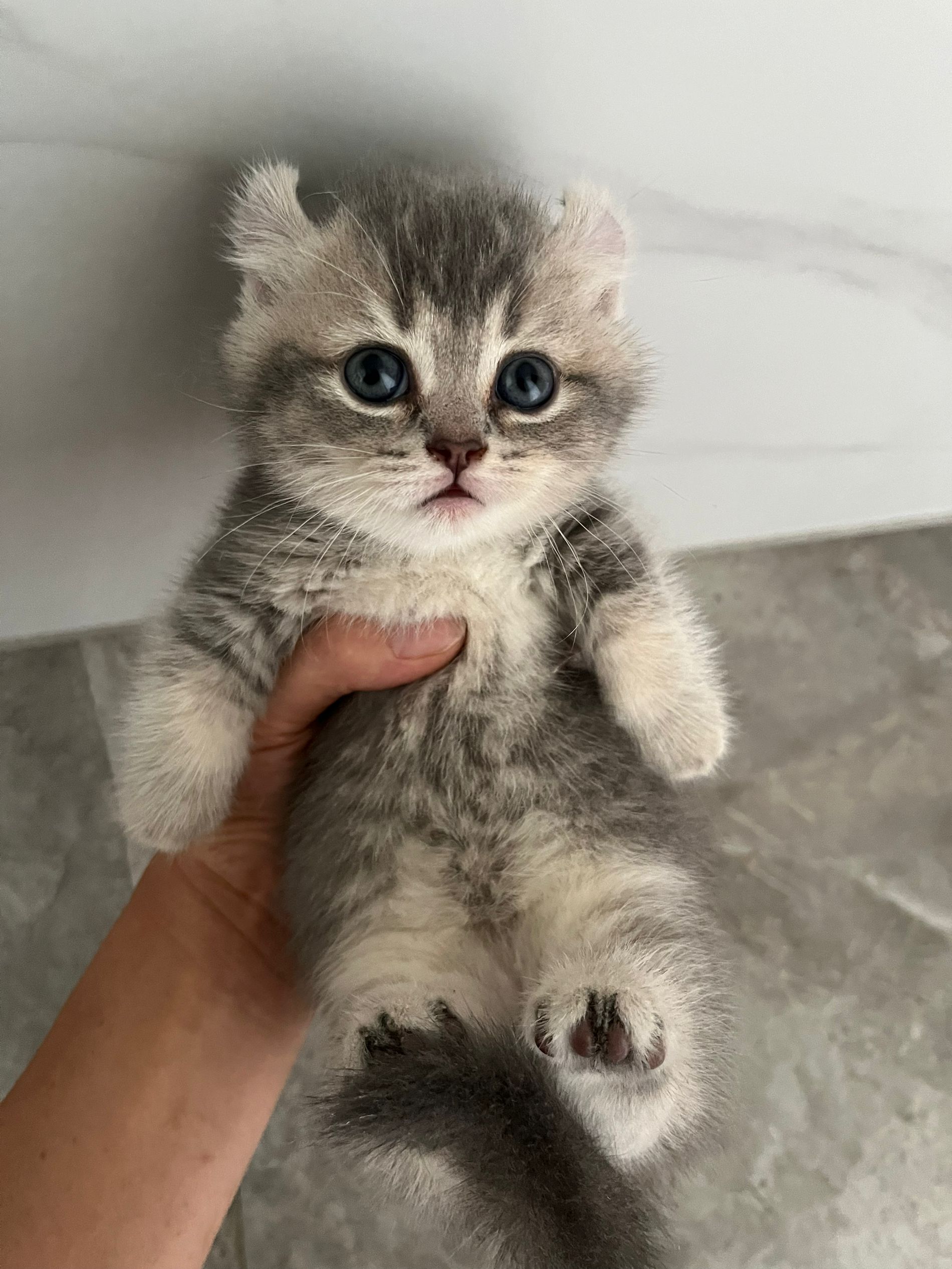 卷耳矮脚猫